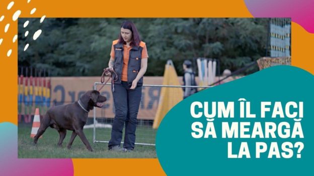 Coperta youtube video nr. 2 (67) (1) Dresajul cainilor